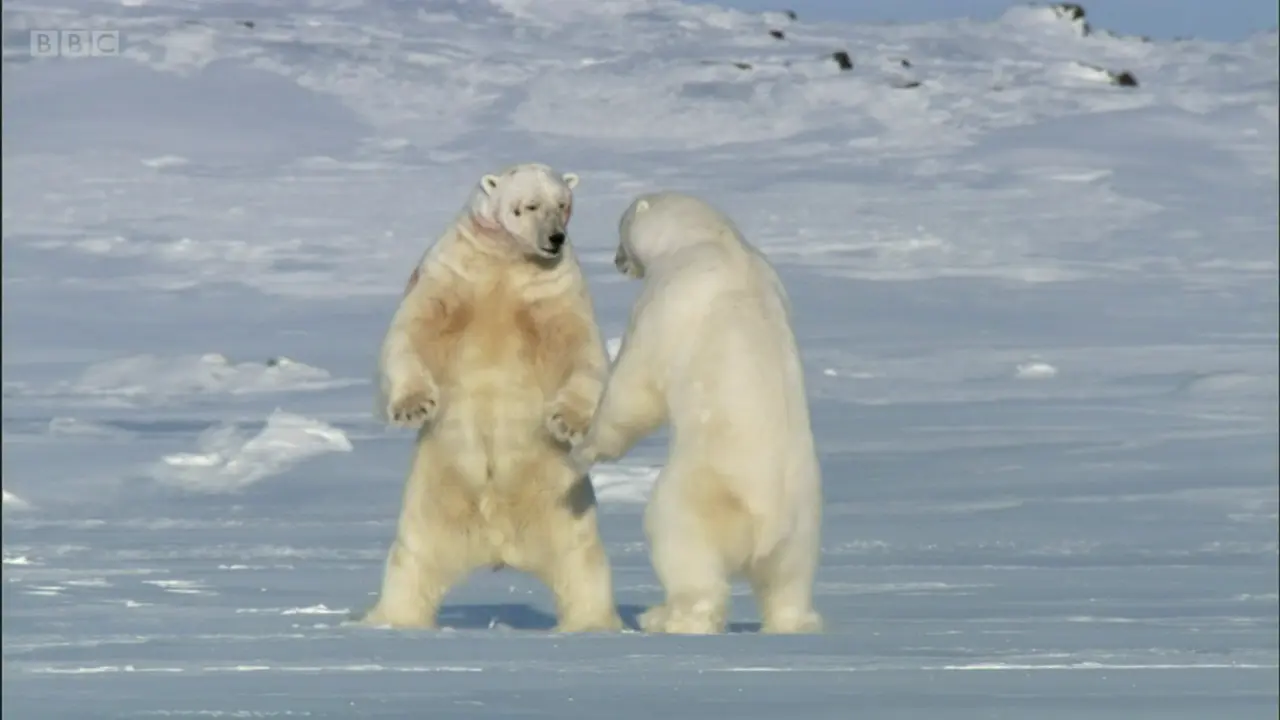 Polar bear (Ursus maritimus) as shown in Frozen Planet - To the Ends of the Earth